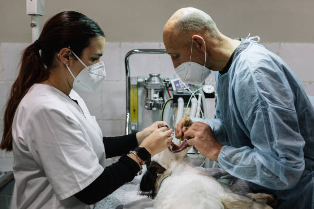 24-Hour Dental Clinic Near Me Sky Lake, FL